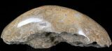 Polished Fossil Coral Head - Morocco #35348-1
